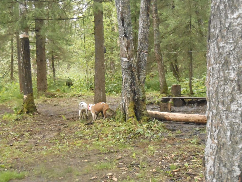 Уральские леса и собаки